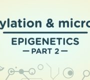 Feature Image: Methylation and microRNA | Epigenetics Part 2