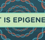 Feature Image: What Is Epigenetics? | Epigenetics Part 1