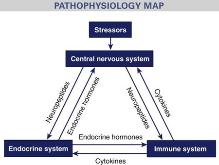 Pathophysiology map of the interconnectedness of the nervous, immune, and endocrine systems. 