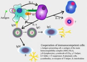 Image depicting cooperation of immunocompetent cells.