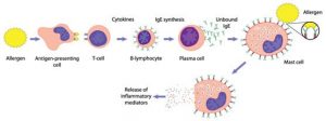 Image illustrating the steps in the production of antibodies by B cells. 