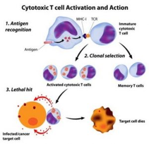 Image depicting the steps involved in cytotoxic T cell activation and action.