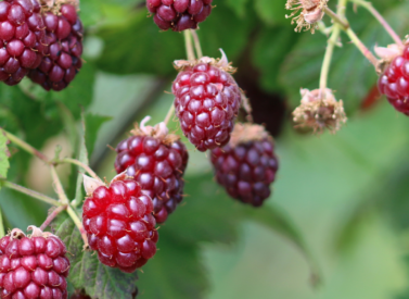 Raspberry Rosaceae