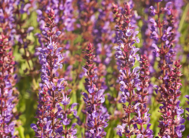 Sage Lamiaceae