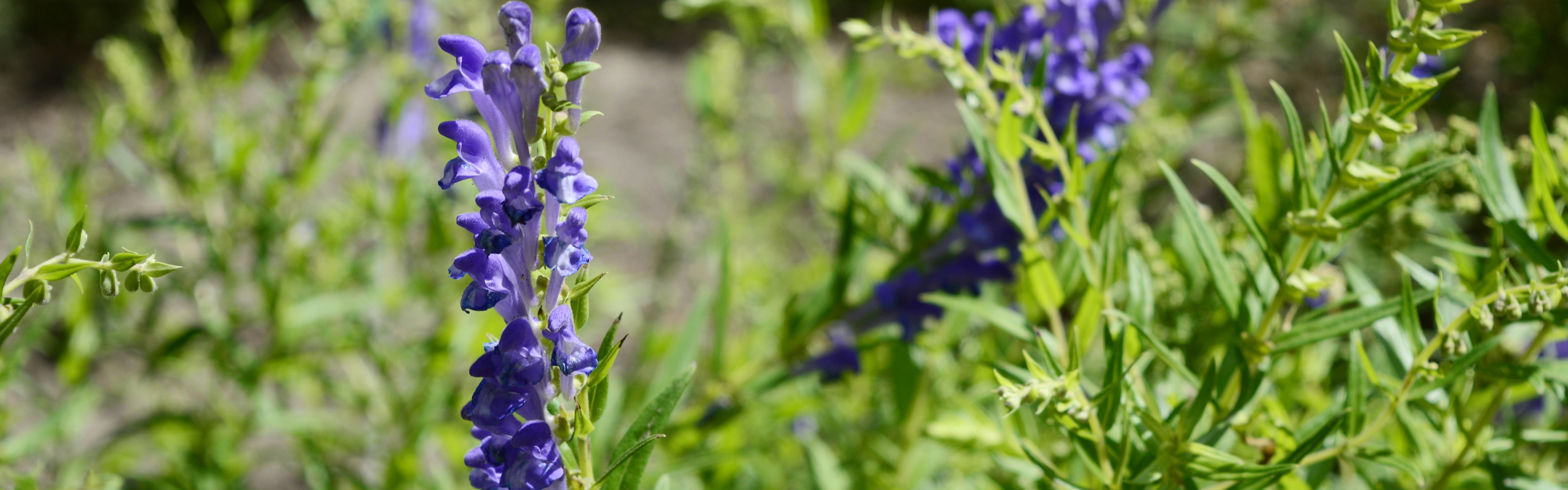 Cancer Baikal Skullcap