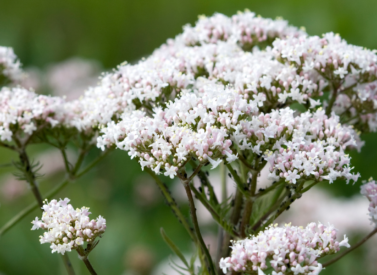 Valerian Valerianaceae