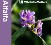 Feature Image: Alfalfa: Nutrient and Phytonutrient Profile