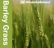 Feature Image: Barley Grass: Nutrient and Phytonutrient Profile