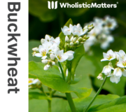 Feature Image: Buckwheat: Nutrient & Phytonutrient Profile