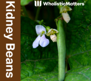 Feature Image: Kidney Beans: Nutrient and Phytonutrient Profile