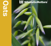 Feature Image: Oats: Nutrient and Phytonutrient Profile