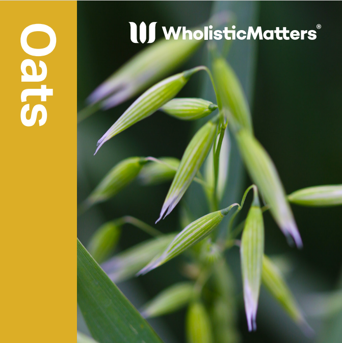 Green leaves surround small white flowers with five petals, in a lush, close-up botanical setting.