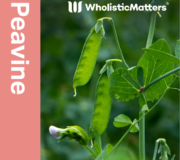 Feature Image: Peavine: Nutrient and Phytonutrient Profile