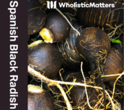 Feature Image: Spanish Black Radish: Nutrient and Phytonutrient Profile