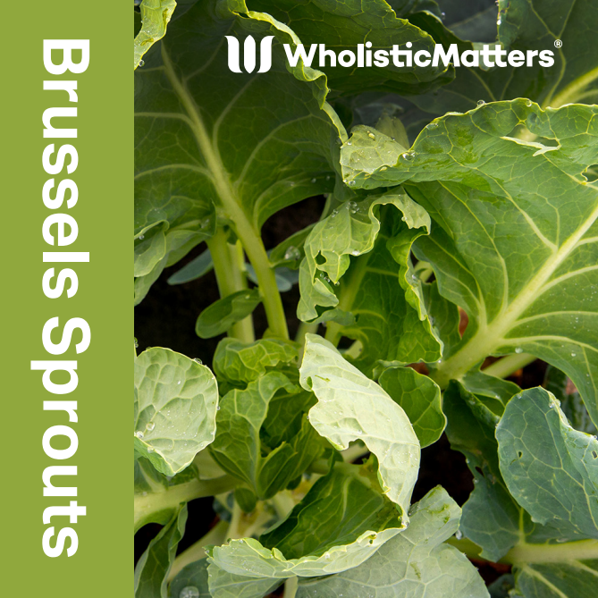 Green vegetable illustrations surround white text, "WholisticMatters PODCAST SEASON 4 PLANT POWER How farming, phytonutrients, and nutrient availability build plants for human health," with a logo featuring a stylized 'W'.