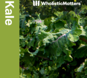 Feature Image: Kale: Nutrient and Phytonutrient Profile