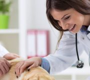 Feature Image: Personal and Practical Insights for the Health of the Veterinarian