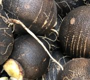 Feature Image: Spanish Black Radish: What is Old is New Again