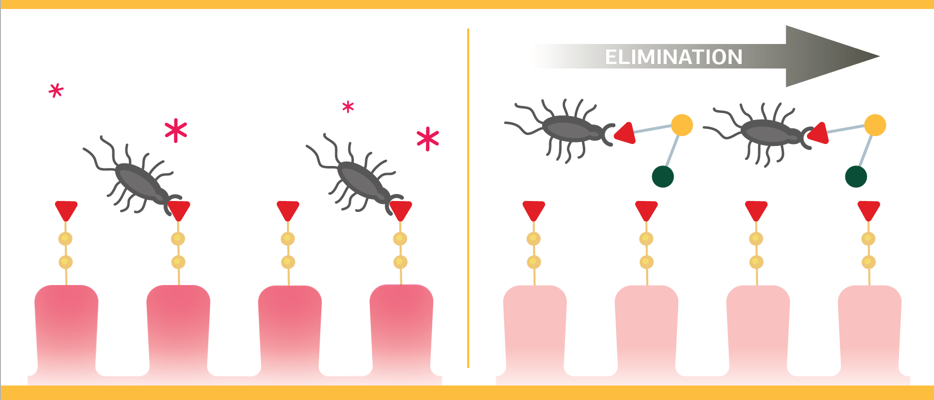 Bacteria attach to mucus layer receptors on the left. An arrow labeled "ELIMINATION" points right, where bacteria link to a chain, indicating removal from the surface.