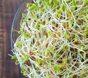 Feature Image: Alfalfa: Sprouting with Possibilities