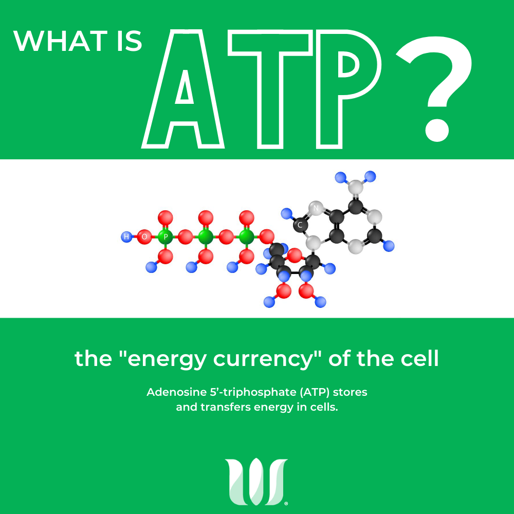 Energy Metabolism and Physical Activity WholisticMatters