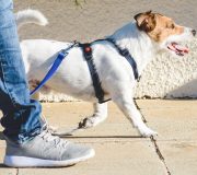 Feature Image: Joint Health for Pets: Nutrition, Weight Management, and Joint Support Supplements