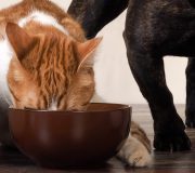 Feature Image: Omega-3s for Pets