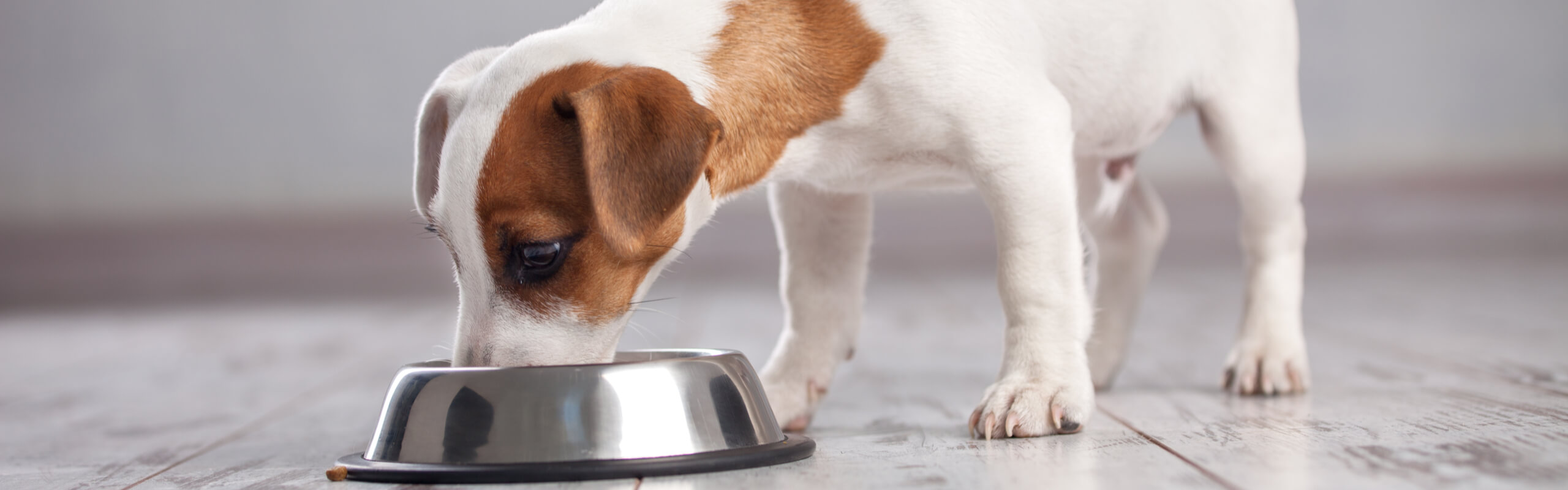 Proactive Nutrition for Dogs - Veterinary Care - WholisticMatters