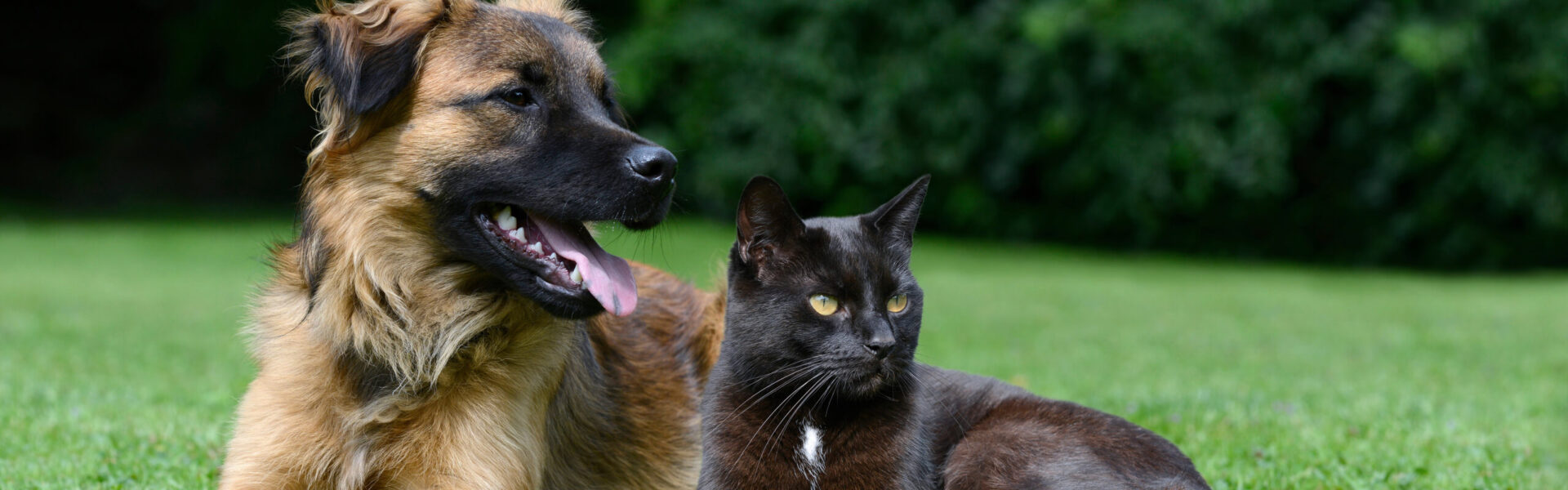 A corgi runs on a dirt path between two cats; one sits while the other stands, surrounded by a grassy field in soft sunlight.