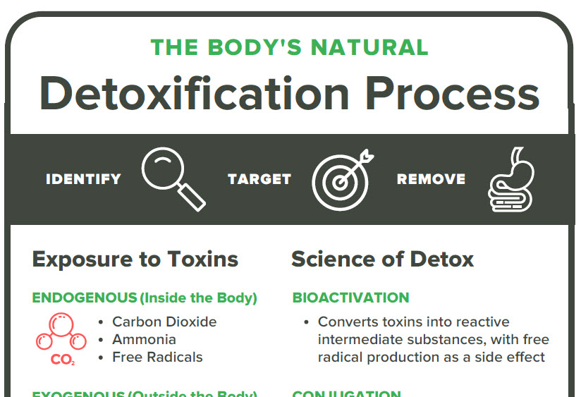 Metabolic rate and detoxification