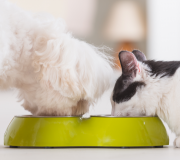 Feature Image: Food Synergy and Whole Food Nutrition for Pets