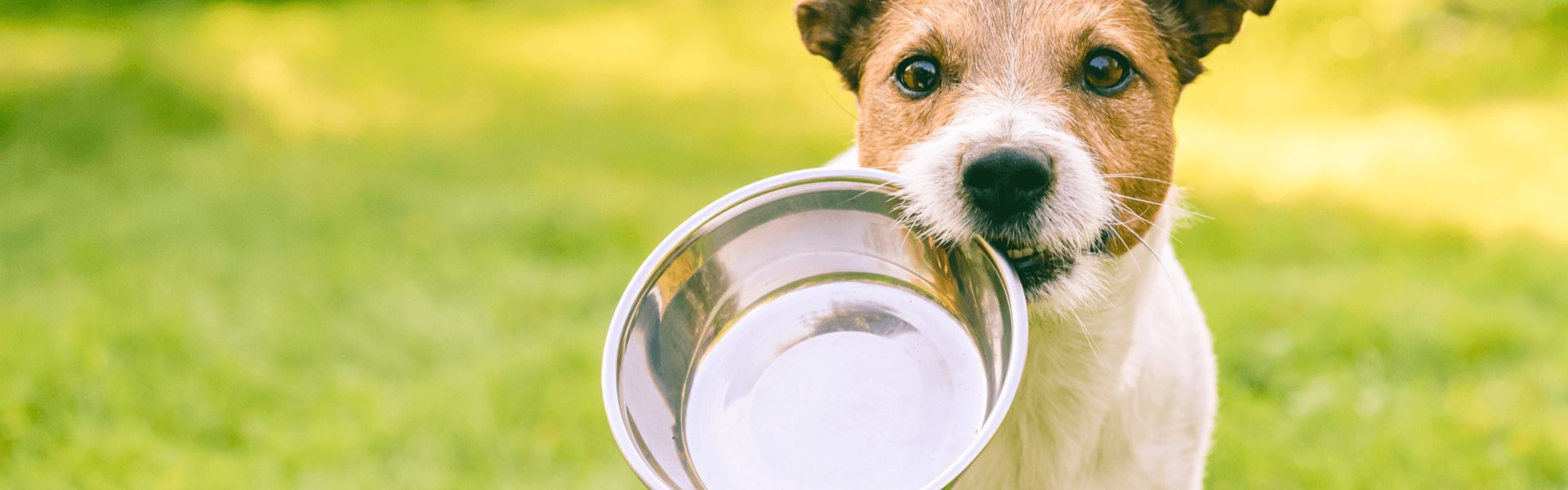 A small dog holds a metal bowl in its mouth, standing on lush green grass in a sunlit garden.