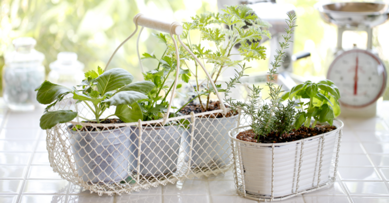 Potted herbs rest in metal pots within white wire baskets on a sunlit kitchen counter, surrounded by glass jars and a vintage scale for a fresh, rustic vibe.