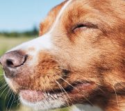 Feature Image: Vitamin D for Dogs