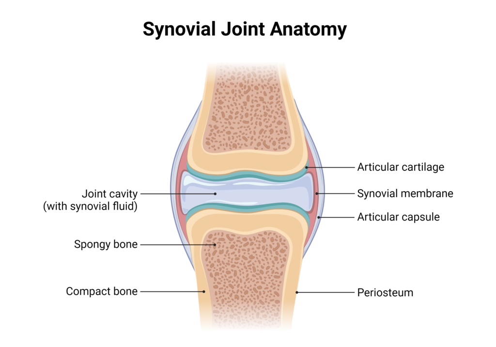 Synovial Joint Anatomy
