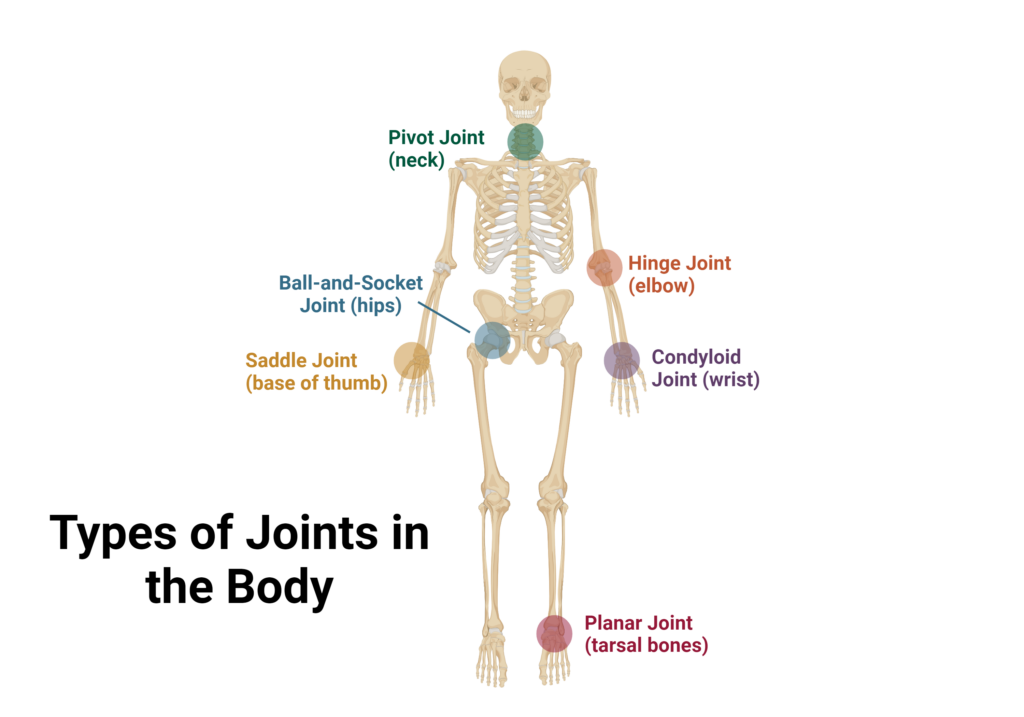 Types of joints