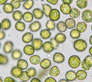 Feature Image: Chlorella Vulgaris: Single-Celled Microalgal Plant Forefathers