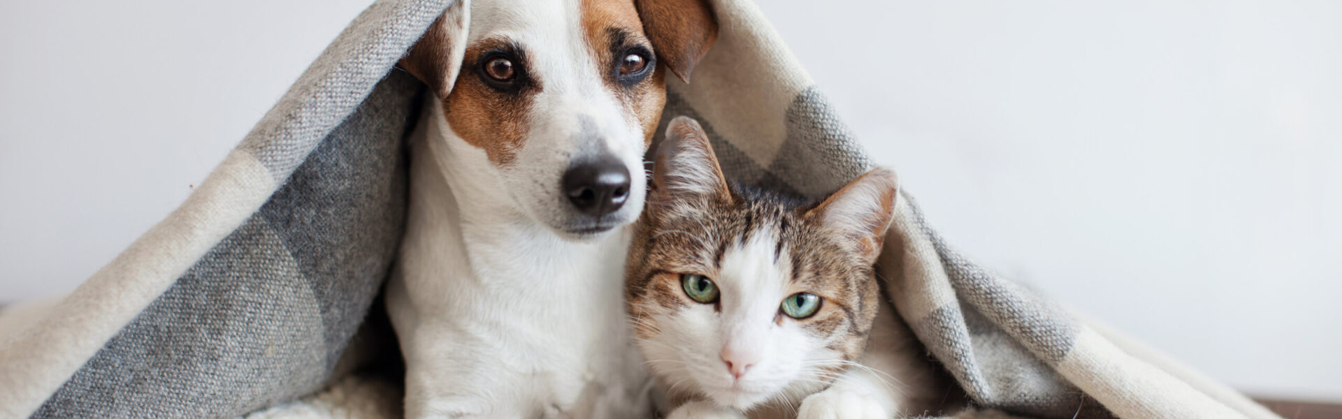 A small dog and a cat are cuddled together under a cozy gray blanket, resting comfortably in a serene indoor setting.