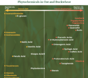 Feature Image: Phytonutrients in Oats & Buckwheat