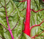 Feature Image: Bioactive Compounds and Nutritional Composition of Swiss Chard