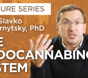 Feature Image: What Is The Endocannabinoid System?