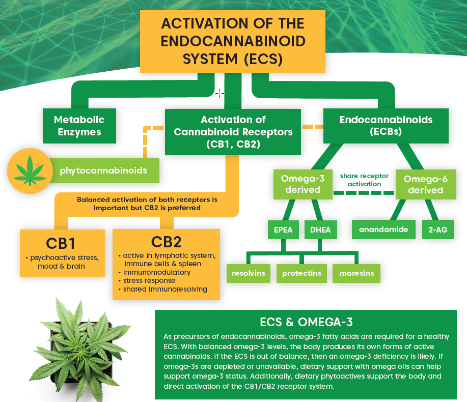 endocannabinoid system and inflammation
