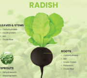 Feature Image: Nutritional and Phytochemical Characterization of Radish