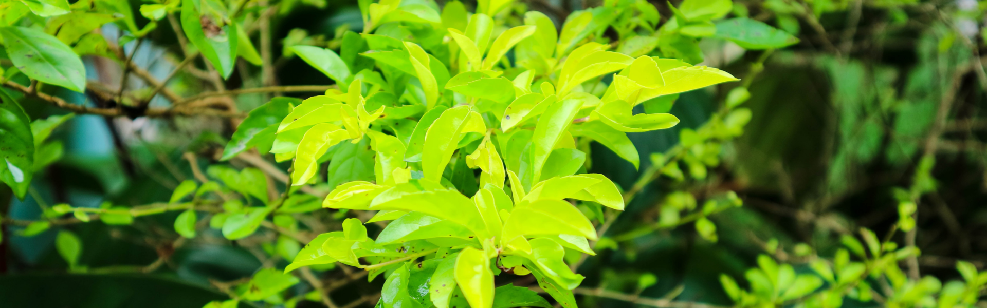 A spiky, green plant grows among elongated leaves in a sunlit, outdoor setting.