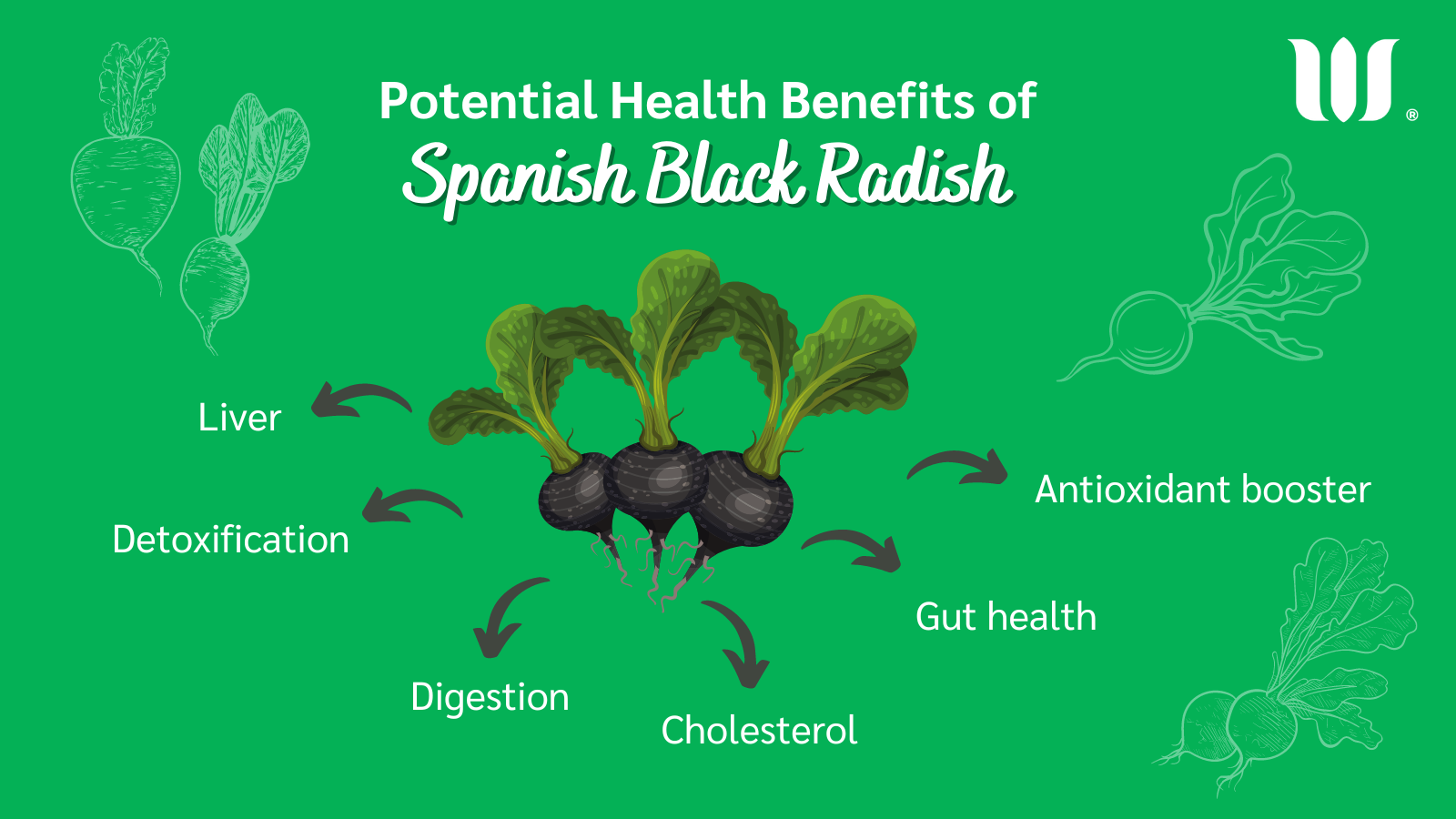 Spanish black radish benefits