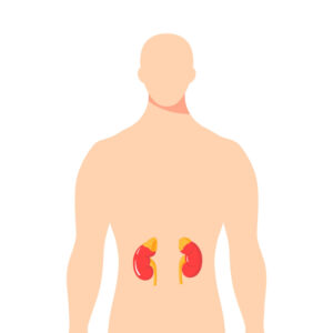 Adrenal-Glands_1219639291-300x300-1