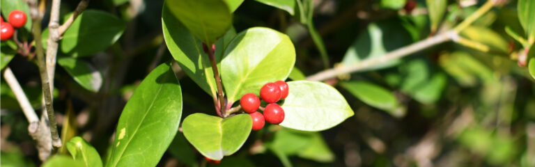 Red berries clusters grow among vibrant green leaves, bathed in sunlight, on a bushy plant within a natural outdoor setting.