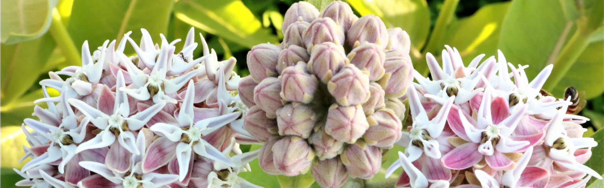 Pink and white flower clusters bloom vibrantly, surrounded by lush green leaves, with a small ant visible on the petals.