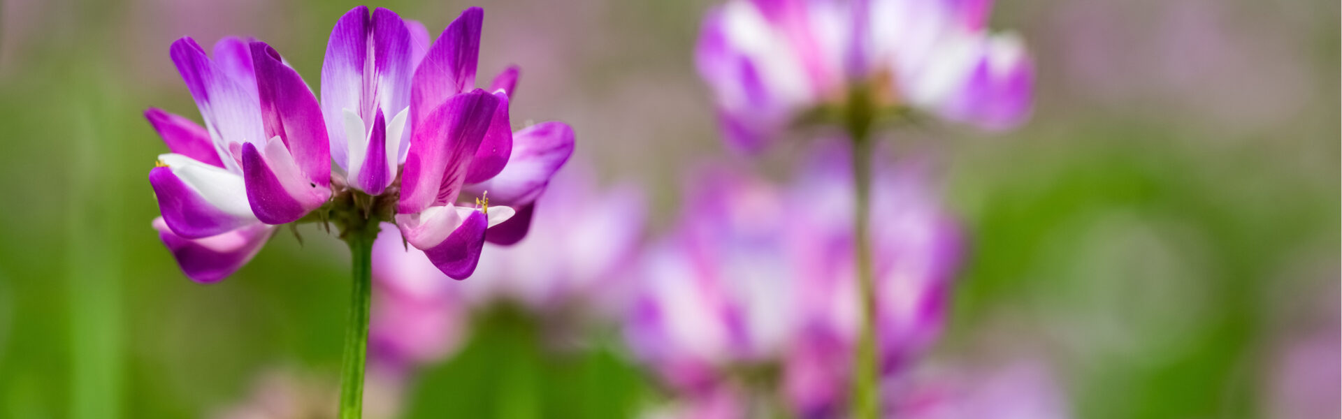 Purple and white flowers stand on thin stems, surrounded by green grass and a blurred background, creating a serene, natural scene.