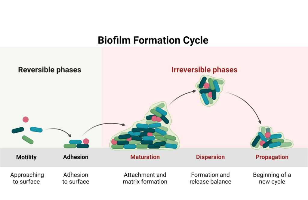 Microorganisms undergo phases: motility shows them moving freely; adhesion depicts them attaching to a surface; maturation illustrates growth; dispersion shows separation; propagation depicts spread. Reversible phases transition to irreversible phases.